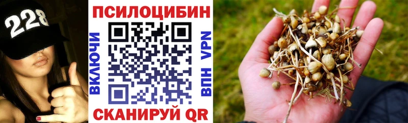 Псилоцибиновые грибы Cubensis  Багратионовск 